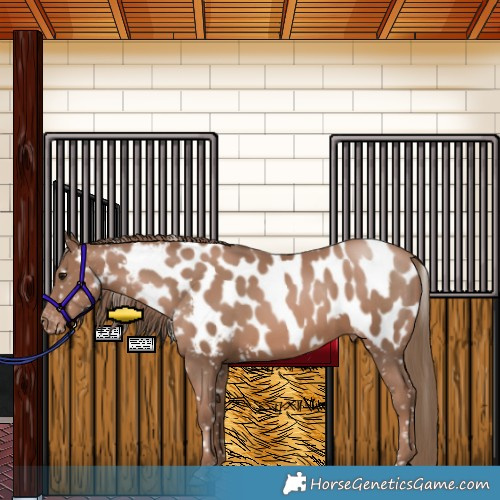 Horse Color:Black Pearl Appaloosa