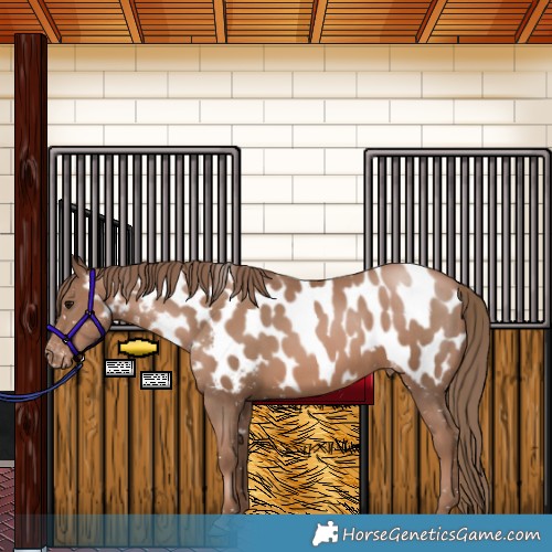 Horse Color:Black Pearl Appaloosa 