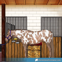 Horse Color:Black Pearl Near Leopard