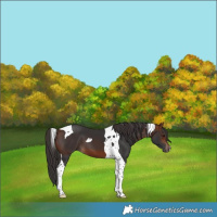 Horse Color:Bay Tobiano