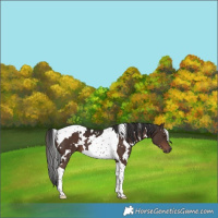 Horse Color:White Spotted Liver Chestnut Tobiano 