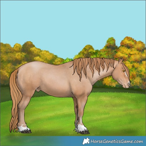 Horse Color:Bay Pearl Appaloosa 