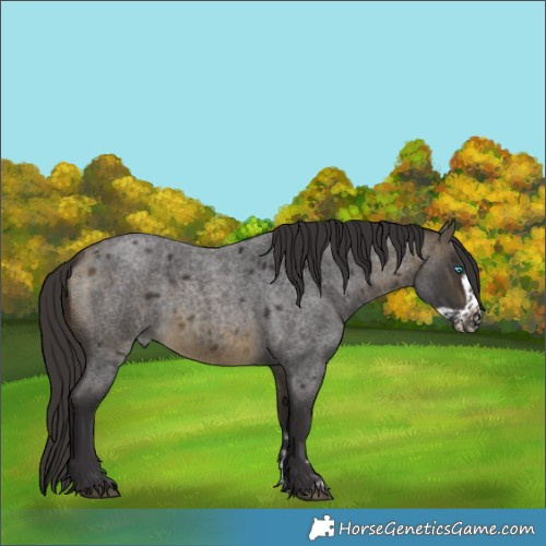 Horse Color:Buckskin Roan Sabino Frame 