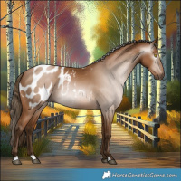 Horse Color:Gray Bay Pearl Appaloosa 