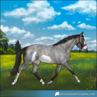 Horse Color:Buckskin Roan Sabino Frame 