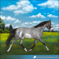 Horse Color:Buckskin Roan Sabino Frame 