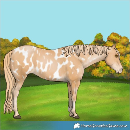 Horse Color:Chestnut Pearl Near Leopard