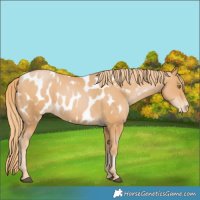 Horse Color:Chestnut Pearl Near Leopard 