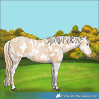 Horse Color:Red Dun Pearl Blanket 