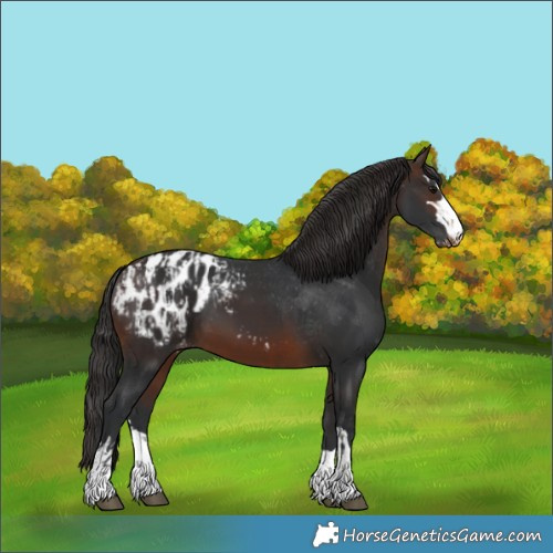 Horse Color:Brown Appaloosa and Brown Appaloosa