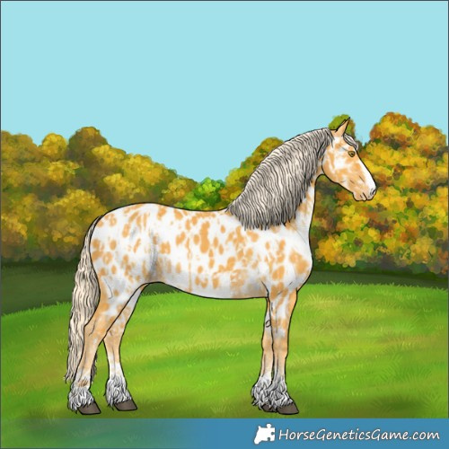 Horse Color:Palomino Appaloosa  and Palomino Appaloosa 