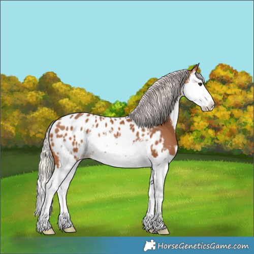 Horse Color:White Spotted Silver Bay Splash Appaloosa