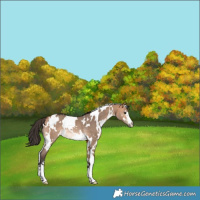 Horse Color:White Spotted Bay Dun Rabicano