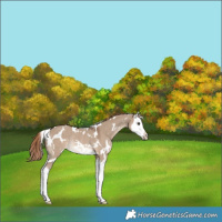 Horse Color:White Spotted Liver Red Dun Splash Rabicano