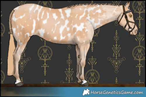Horse Color:Bay Pearl Near Leopard 