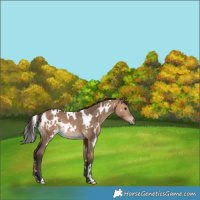 Horse Color:White Spotted Bay Dun Rabicano