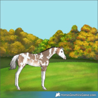 Horse Color:White Spotted Bay Dun Splash Rabicano 