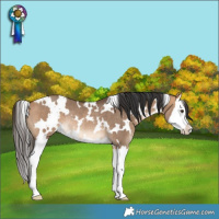 Horse Color:White Spotted Bay Dun Splash Rabicano