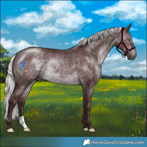 Horse Color:Chocolate Silver Brown Chinchilla 