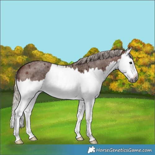 Horse Color:Gray Silver Bay Roan Splash