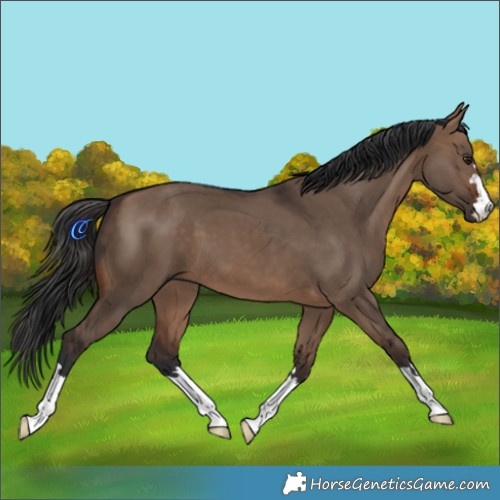 Horse Color:Brown Dun