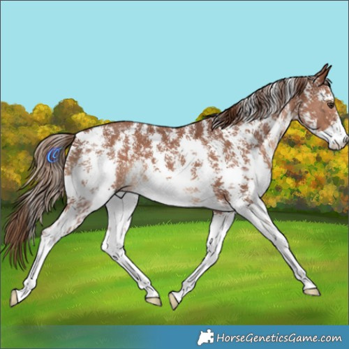 Horse Color:Chestnut Sabino 