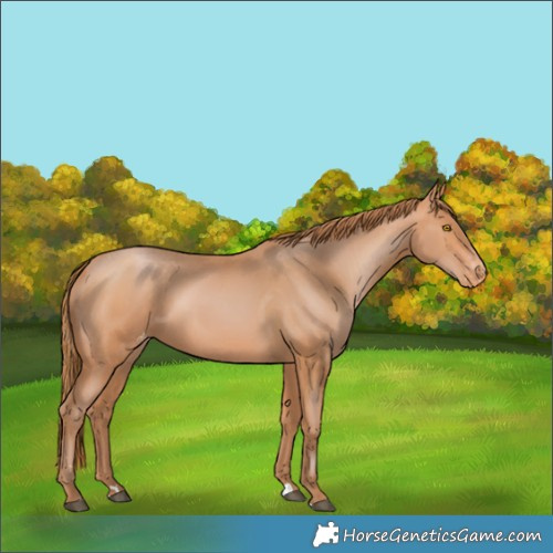 Horse Color:Bay Pearl Appaloosa 