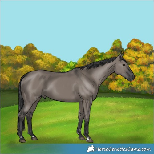 Horse Color:Grullo Rabicano 