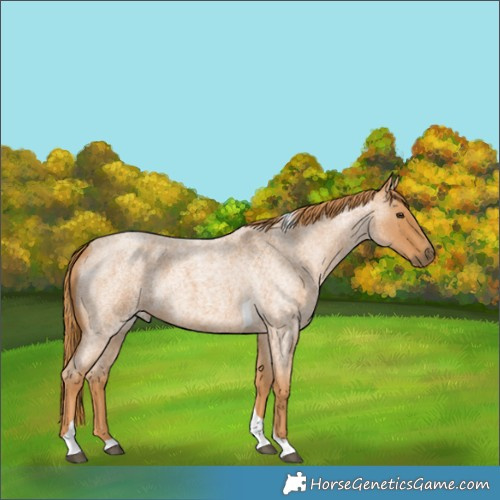 Horse Color:Red Roan Tobiano 