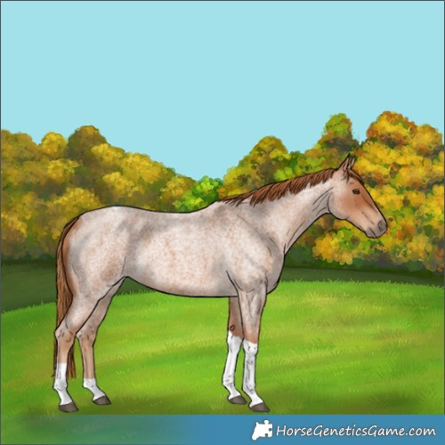 Horse Color:Red Roan Tobiano 