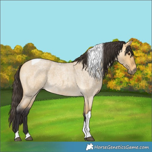 Horse Color:Buckskin Roan Dun Tobiano 
