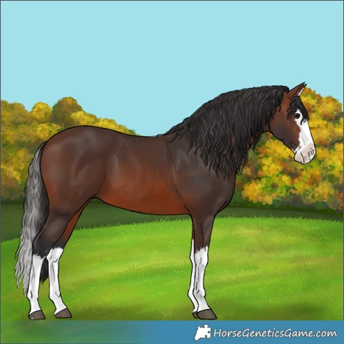 Horse Color:Brown Splash 
