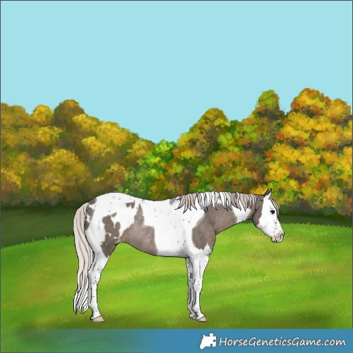 Horse Color:Silver Black Splash Tobiano Appaloosa Rabicano 