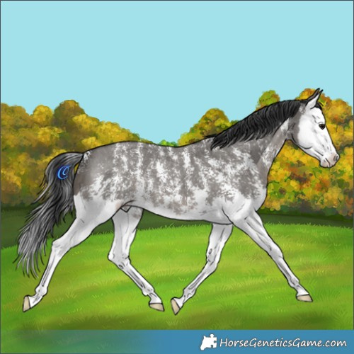 Horse Color:Grullo Sabino Splash 