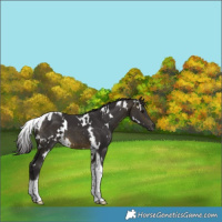 Horse Color:White Spotted Buckskin Tobiano 