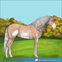 Horse Color:Silver Classic Champagne Sabino Frame 