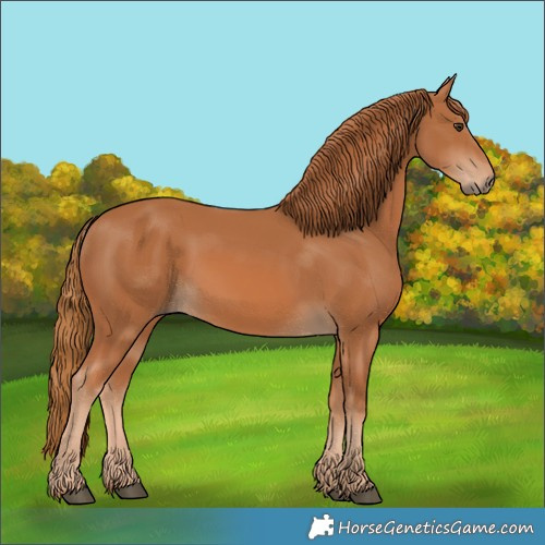 Horse Color:Chestnut 