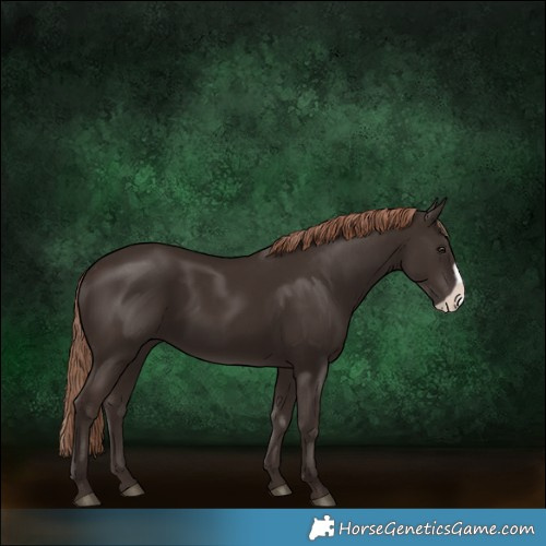 Horse Color:Liver Chestnut  and Liver Chestnut Frame 