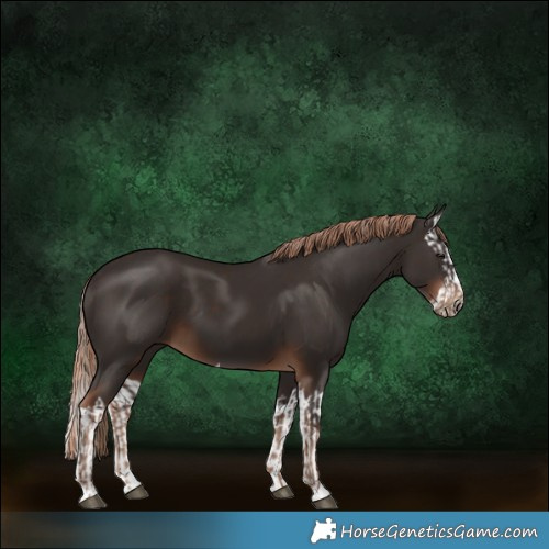 Horse Color:Liver Chestnut  and Liver Chestnut Splash 