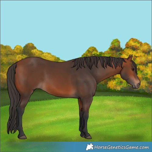 Horse Color:Bay 