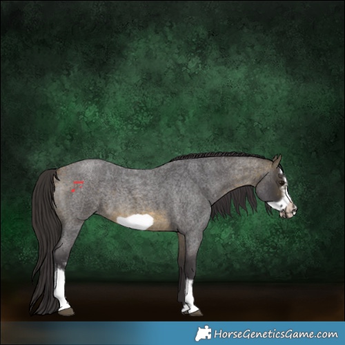 Horse Color:Buckskin Roan Sabino Frame 