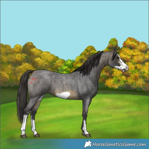 Horse Color:Buckskin Roan Sabino Frame 