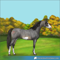 Horse Color:Buckskin Roan Sabino Frame