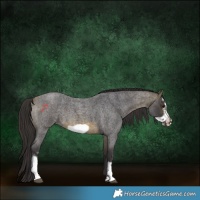 Horse Color:Buckskin Roan Sabino Frame 