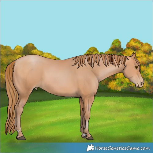 Horse Color:Bay Pearl 