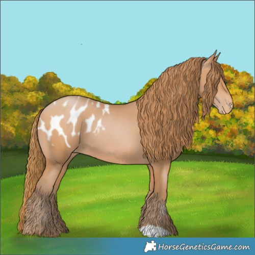 Horse Color:Bay Pearl Appaloosa 