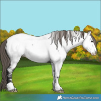 Horse Color:Grullo Appaloosa 