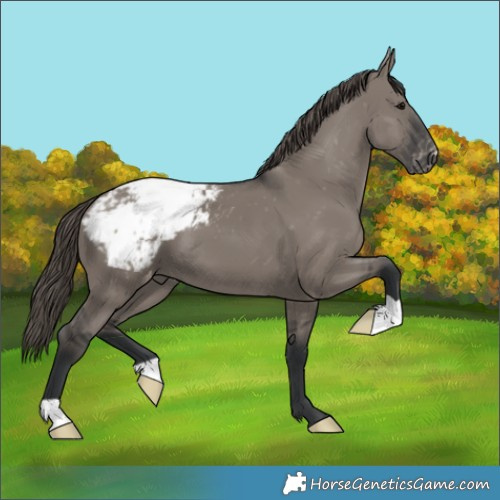 Horse Color:Grullo Appaloosa 
