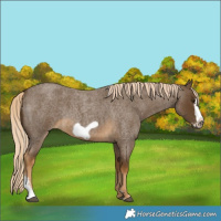 Horse Color:Chocolate Palomino Roan Sabino Frame