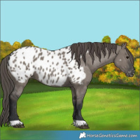 Horse Color:Grullo Appaloosa 